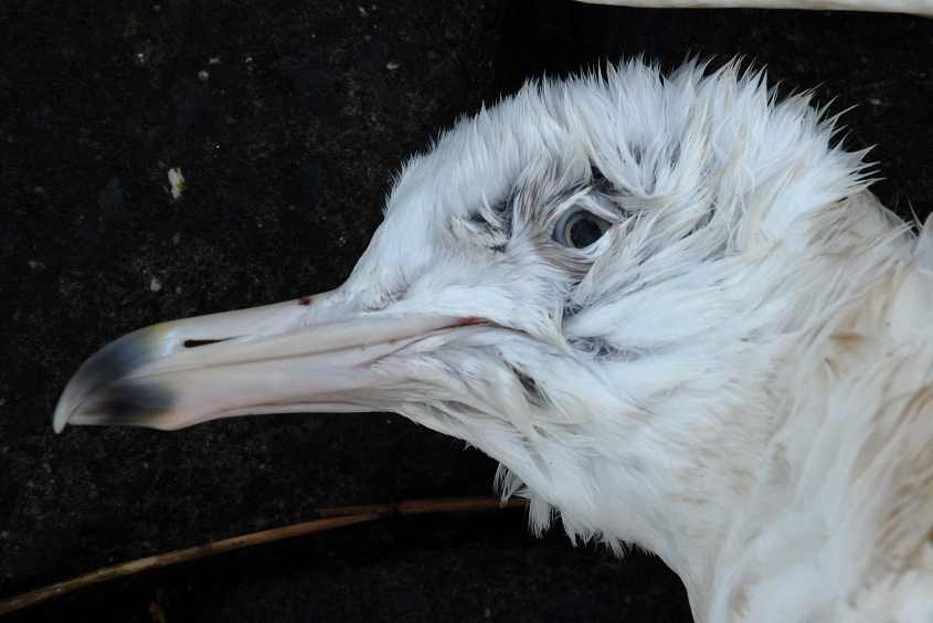 glaucousgull alaskan/1.Alaskan Glaucous Gull Larus hyperboreus barrovianus 05022009 Rotterdam,The Netherlands.jpg
