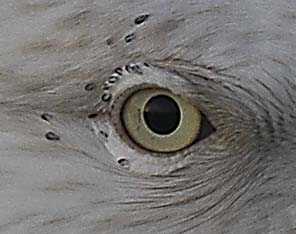 Larus hyperboreus 3CY eye with lice 23012007 Stellendam a.jpg