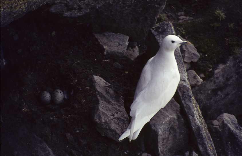 Ivory Gull breeding Svalbard 5 c Fred van Olphen.jpg