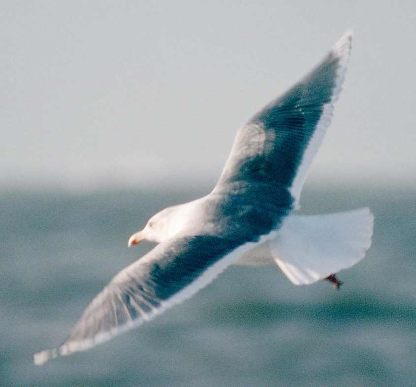 Kumlien's Gull ad in flight 16122003 Westkapelle, The Netherlands.jpg