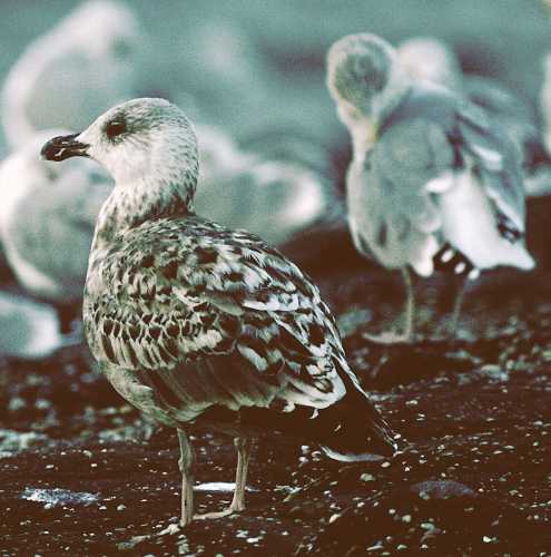 01-Larus dominicanus imm. 04112002 0034 Brouwersdam