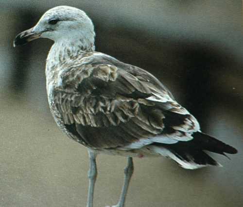 02-Kelp Gull March 1998 Chile