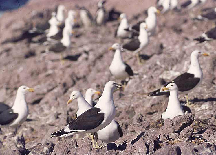 larus dominicanus/06-Kelp Gull Larus dominicanus Nov1975 Punta Tombe, Argentina c Fred van Olphen.jpg