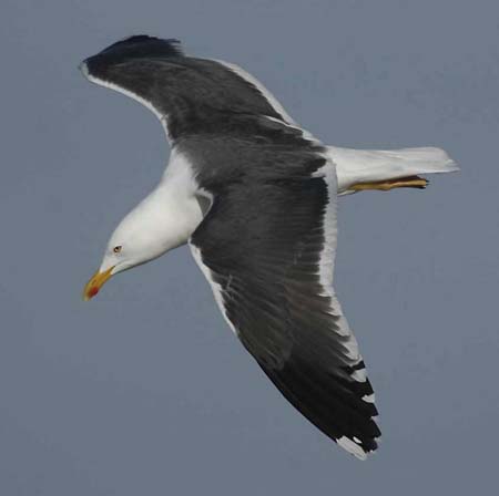 03Dutch Lesser Black-backed Gull Larus fuscus 04042007 Port of Rotterdam