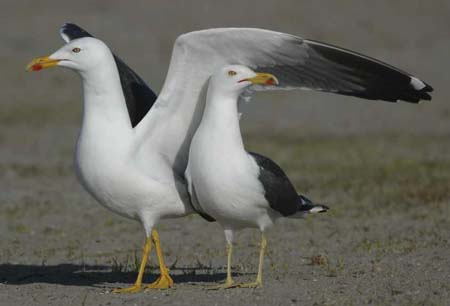 07Dutch Lesser Black-backed Gull Larus fuscus pair 04042007 2 Port of Rotterdam