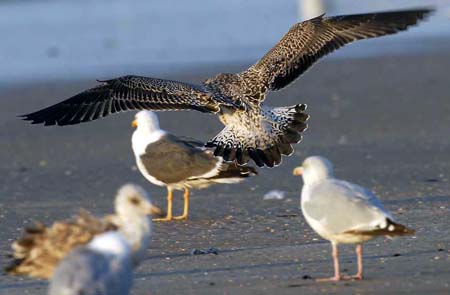 20-Lesser Black-backed Gull Larus fuscus juv flight 12092007 Scheveningen