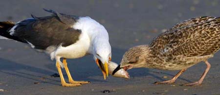 23-Lesser Black-backed Gull Larus fuscus juvfeeding 12092007 Scheveningen