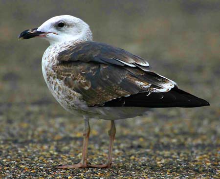 27-Lesser Black-backed Gull Larus fuscus 2CY14092007 1 Brouwersdam