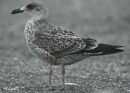 29-Lesser Black-backed Gull Larus fuscus 1CY 14092007 Brouwersdam