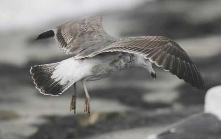 47-Lesser Black-backed Gull Larus fuscus 2CY in flight 26092007 Westkapelle