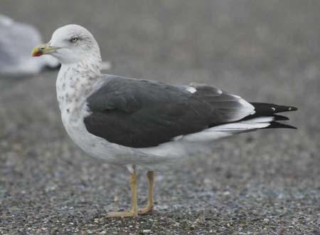 49-Lesser Black-backed Gull Larus fuscus ad 26092007 3 Brouwersdam
