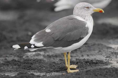 51-Lesser Black-backed Gull Larus fuscus ad 26092007 5 Westkapelle,