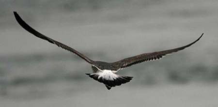 57-Lesser Black-backed Gull Larus fuscus 2nd winter 26102007 Brouwersdam
