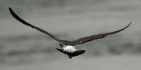 58-Lesser Black-backed Gull Larus fuscus 2nd winter 26102007Brouwersdam