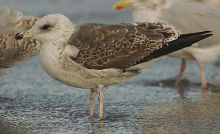 59-Lesser Black-backed Gull Larus fuscus 3CY 09112007 Brouwersdam,