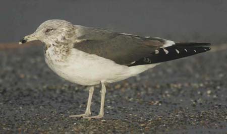 60-Lesser Black-backed Gull Larus fuscus 09112007 Brouwersdam,