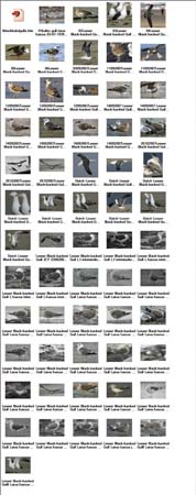 61-collection-Lesser Black-backed Gull-collection