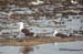 02baltic gull larus fuscus 03-01-1978 malindi kenya lesserblackbgulls
