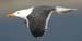 04Dutch Lesser Black-backed Gull Larus fuscus in flight 04042007 Port of Rotterdam