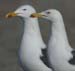 06Dutch Lesser Black-backed Gull Larus fuscus pair 04042007 0 Port of Rotterdam