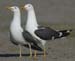 08Dutch Lesser Black-backed Gull Larus fuscus pair 04042007 3 Port of Rotterdam