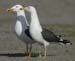 10Dutch Lesser Black-backed Gulls Larus fuscus pair 04042007 1 Port of Rotterdam
