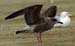 13Lesser Black-backed Gull Larus fuscus juv 20082007 Scheveningennl