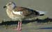 15Lesser Black-backed Gull leucistic juvenile 22082006 Scheveningennl