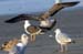 20-Lesser Black-backed Gull Larus fuscus juv flight 12092007 Scheveningen