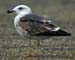 27-Lesser Black-backed Gull Larus fuscus 2CY14092007 1 Brouwersdam