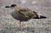 28-Lesser Black-backed Gull Larus fuscus juv14092007 Brouwersdamnl
