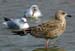 30-Lesser Black-backed Gull Larus fuscus juv14092007 Ouddorpnl