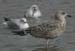 32-Lesser Black-backed Gull Larus fuscus juv. 14092007 Ouddorp