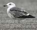 33-Lesser Black-backed Gull Larus fuscus 2CY 14092007 1 Brouwersdam