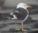 37-Lesser Black-backed Gull L.fuscus intermedius ad 26092007 4 Westkapelle