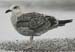 44-Lesser Black-backed Gull Larus fuscus 1CY 26092007 Westkapelle