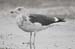 50-Lesser Black-backed Gull Larus fuscus 26092007 Westkapelle