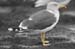 51-Lesser Black-backed Gull Larus fuscus ad 26092007 5 Westkapelle,