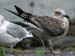 54-Lesser Black-backed Gull Larus fuscus 1CY 26102007Brouwersdam