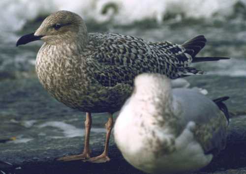 -12.l.a.argentatus 1st winter plumage 20112002 port of rotterdam.jpg