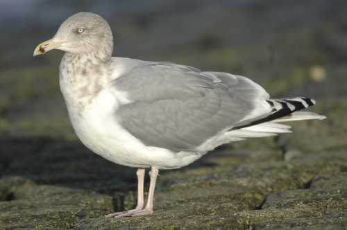 -06.russian herring gull L.a.argentatus ad 04122006 rotterdam.jpg