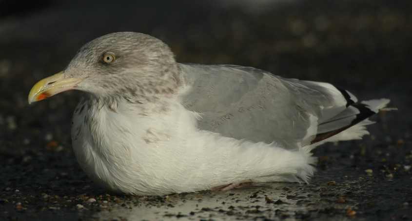 Russian Herring Gull L.a.argentatus  ad 09112007 Brouwersdam,.jpg