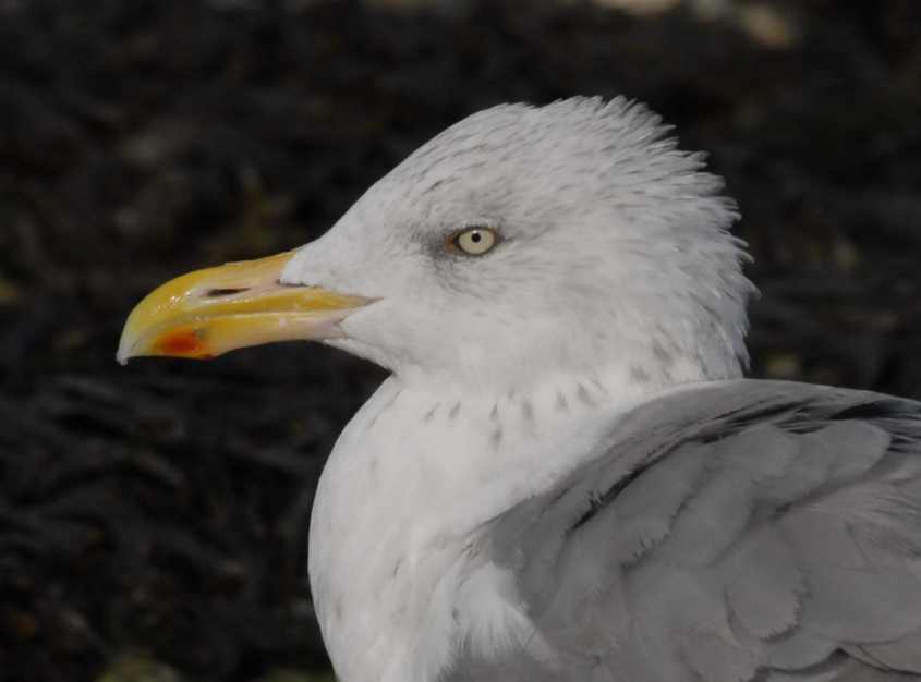 Russian Herring Gull L.a.argentatus 04092007 Stellendam.jpg