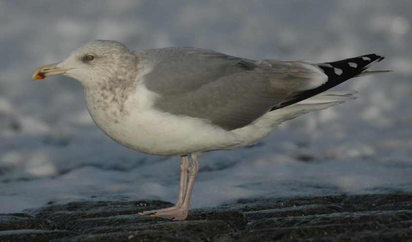 Russian Herring Gull L.a.argentatus 07122007 Rotterdam.jpg