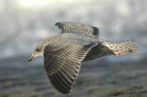 -01.gull spec1st winter plumage 04122006 rotterdam.jpg