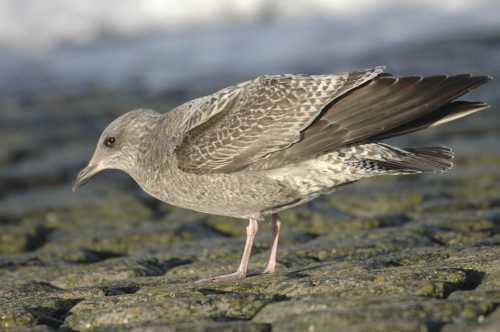 -02.gull spec1st winter plumage 04122006 rotterdam.jpg