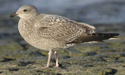 -03.gull spec1st winter plumage 04122006 rotterdam.jpg