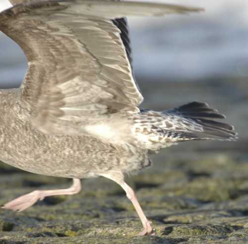 youngherringgulls-nevendpuzzle/-04.gull spec1st winter plumage 04122006 rotterdam.jpg