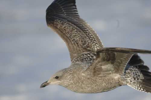 -05.gull spec1st winter plumage 04122006 rotterdam