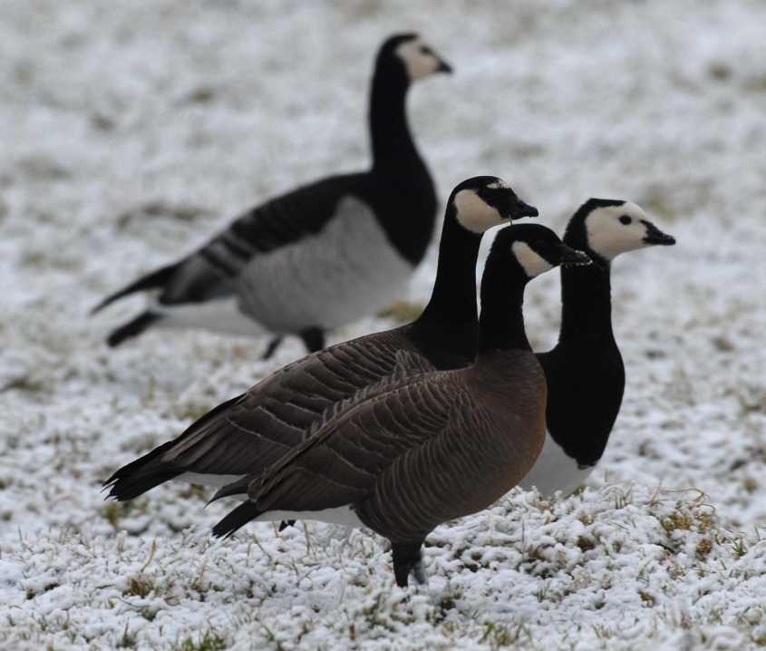 ducks5hybrid aythya collaris/Cackling Goose, Barnacle Goose & hybrid 04022009 Abbenbroek,The Netherlands